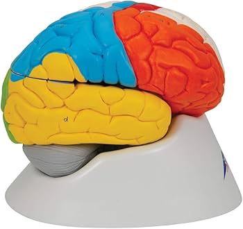 3B LAB.★　グッズ一覧 3B Scientific C22 Neuro-Anatomical Brain 8-part - 3B Smart Anatomy